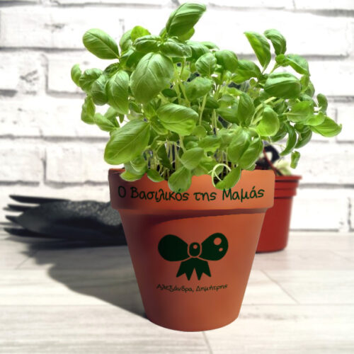 Πήλινη γλάστρα με φιόγκο, Ο Βασιλικός της, Όνομα