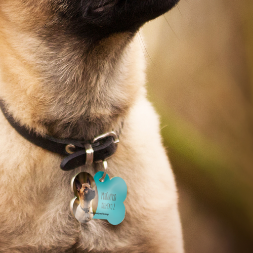 Prosopopoihmeni konkarda skylou me fotografia katoikidio axesouar TAYTOTHTA Skylous